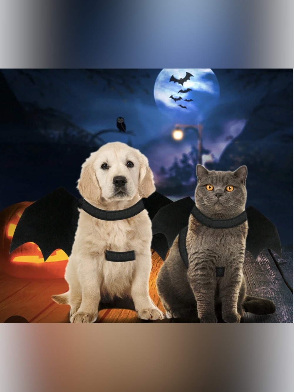 Bat 🦇 wings  costume pets ❤️